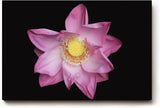 Sinus Art Wandbild 120x80cm Die rosa Blütenblätter vor schwarzem Hintergrund wirken edel, klar und meditativ