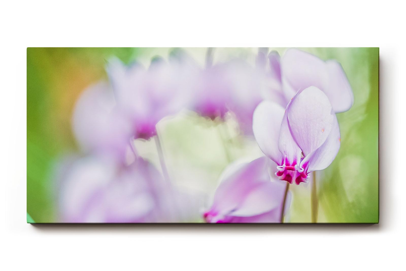 Sinus Art Wandbild 120x80cm Filigrane Cyclamenblüten in Rosa und Flieder vor weichem grünem Hintergrund