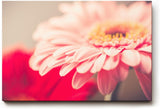 Sinus Art Wandbild 120x80cm Ruhiges Blütenmotiv mit harmonischer Lichtführung und sanften Rosétönen