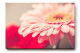 Sinus Art Wandbild 120x80cm Ruhiges Blütenmotiv mit harmonischer Lichtführung und sanften Rosétönen