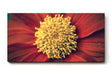 Sinus Art Wandbild 120x80cm Großaufnahme einer roten Blüte mit leuchtend gelbem Zentrum – naturstark und markant