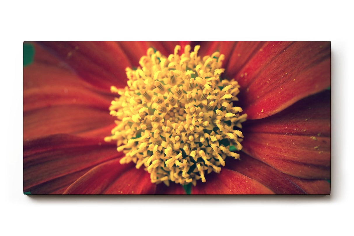 Sinus Art Wandbild 120x80cm Großaufnahme einer roten Blüte mit leuchtend gelbem Zentrum – naturstark und markant