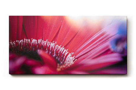 Sinus Art Wandbild 120x80cm Künstlerische Darstellung einer roten Blüte mit Lichtakzenten und unscharfen Strukturen