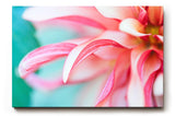 Sinus Art Wandbild 120x80cm Detailreiche Nahaufnahme einer rosafarbenen Dahlie mit geschwungenen Blütenblättern