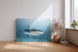 Sinus Art Wandbild 120x80cm Fesselndes Tiermotiv mit realistischer Darstellung eines Haies im Tiefblau