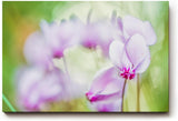 Sinus Art Wandbild 120x80cm Filigrane Cyclamenblüten in Rosa und Flieder vor weichem grünem Hintergrund