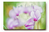 Sinus Art Wandbild 120x80cm Filigrane Cyclamenblüten in Rosa und Flieder vor weichem grünem Hintergrund