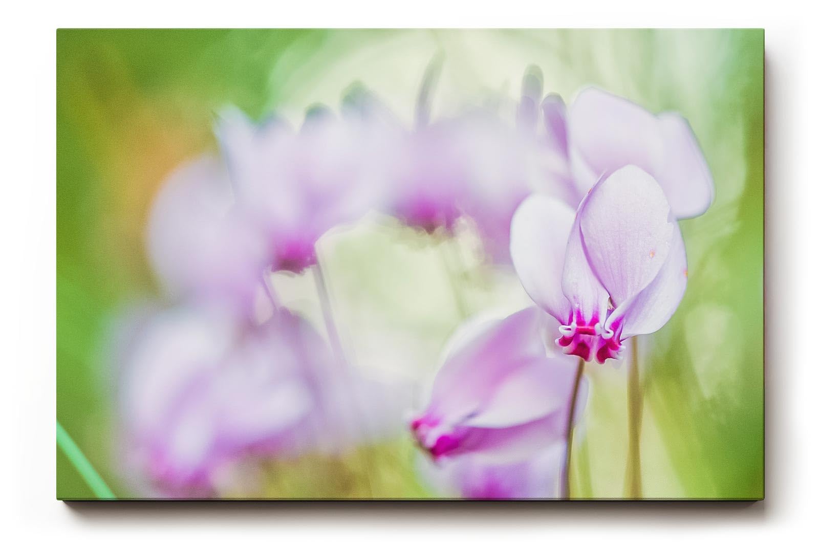 Sinus Art Wandbild 120x80cm Filigrane Cyclamenblüten in Rosa und Flieder vor weichem grünem Hintergrund