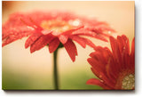 Sinus Art Wandbild 120x80cm Emotionale Nahaufnahme einer roten Gerbera mit schimmernden Tautropfen auf den Blütenblättern