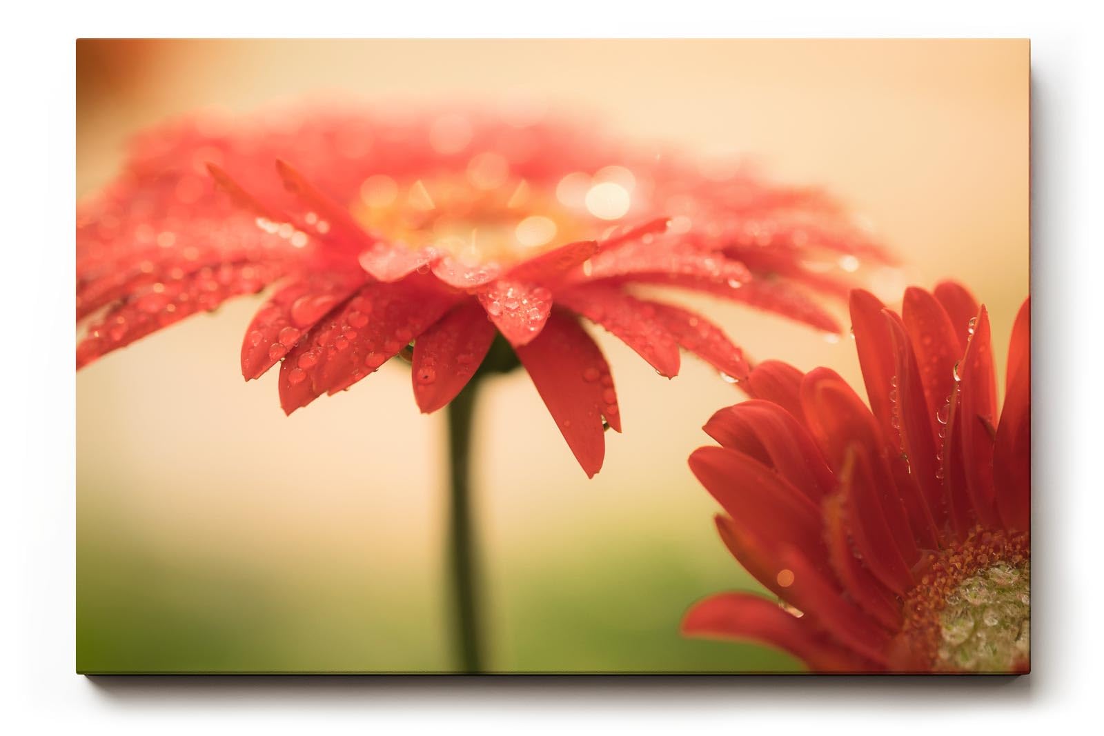 Sinus Art Wandbild 120x80cm Emotionale Nahaufnahme einer roten Gerbera mit schimmernden Tautropfen auf den Blütenblättern