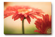 Sinus Art Wandbild 120x80cm Emotionale Nahaufnahme einer roten Gerbera mit schimmernden Tautropfen auf den Blütenblättern
