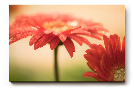 Sinus Art Wandbild 120x80cm Emotionale Nahaufnahme einer roten Gerbera mit schimmernden Tautropfen auf den Blütenblättern