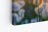 Paul Sinus Wandbild 120x80cm Baumwollblüten Sonnenuntergang Abendröte Sommer Natur