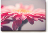 Sinus Art Wandbild 120x80cm Anmutige Nahaufnahme einer rosa Gerbera mit weichen Lichtverläufen