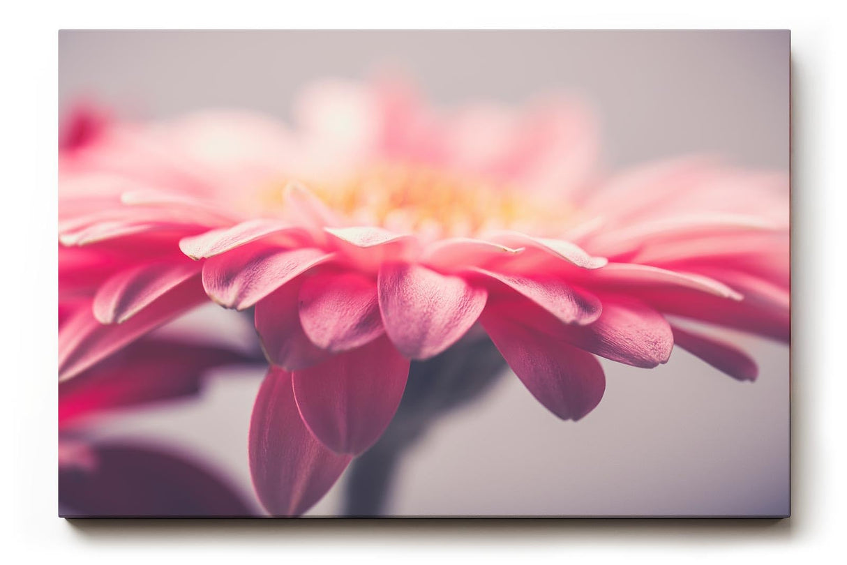 Sinus Art Wandbild 120x80cm Anmutige Nahaufnahme einer rosa Gerbera mit weichen Lichtverläufen
