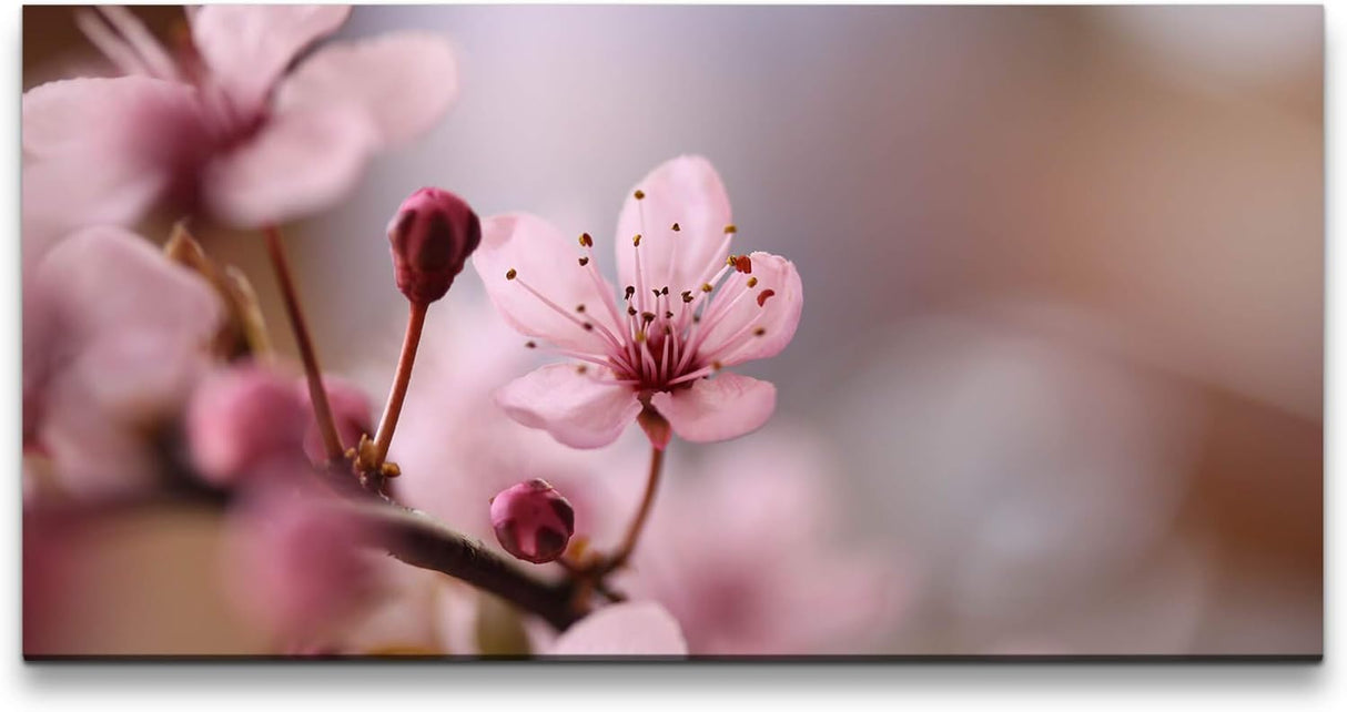 Blumen in rosa ca. 130x70cm Wandbild inklusive Schattenfugenrahmen weiss - Panorama Leinwand Bild XXL Format Wandbilder Wohnzimmer Wohnung Deko Kunstdrucke