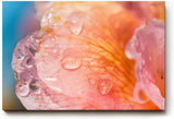 Sinus Art Wandbild 120x80cm Zarte Blütenstruktur mit Wassertropfen in weichem Morgenlicht auf Leinwand fixiert