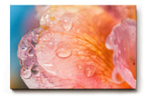 Sinus Art Wandbild 120x80cm Zarte Blütenstruktur mit Wassertropfen in weichem Morgenlicht auf Leinwand fixiert