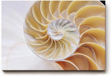 Sinus Art Wandbild 120x80cm Spiralförmige Nautilus-Schale in sanften Beige- und Perlmutttönen