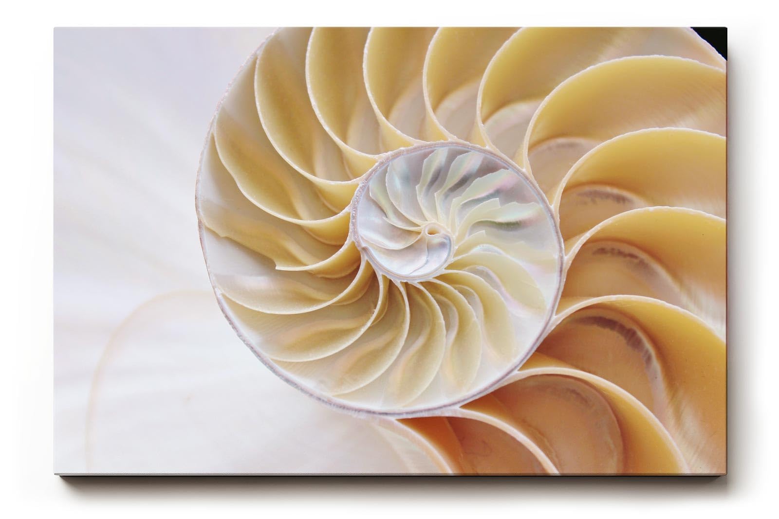 Sinus Art Wandbild 120x80cm Spiralförmige Nautilus-Schale in sanften Beige- und Perlmutttönen