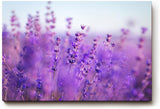 Sinus Art Wandbild 120x80cm Duftender Lavendel in sanften Lila- und Blautönen mit weichem Hintergrund