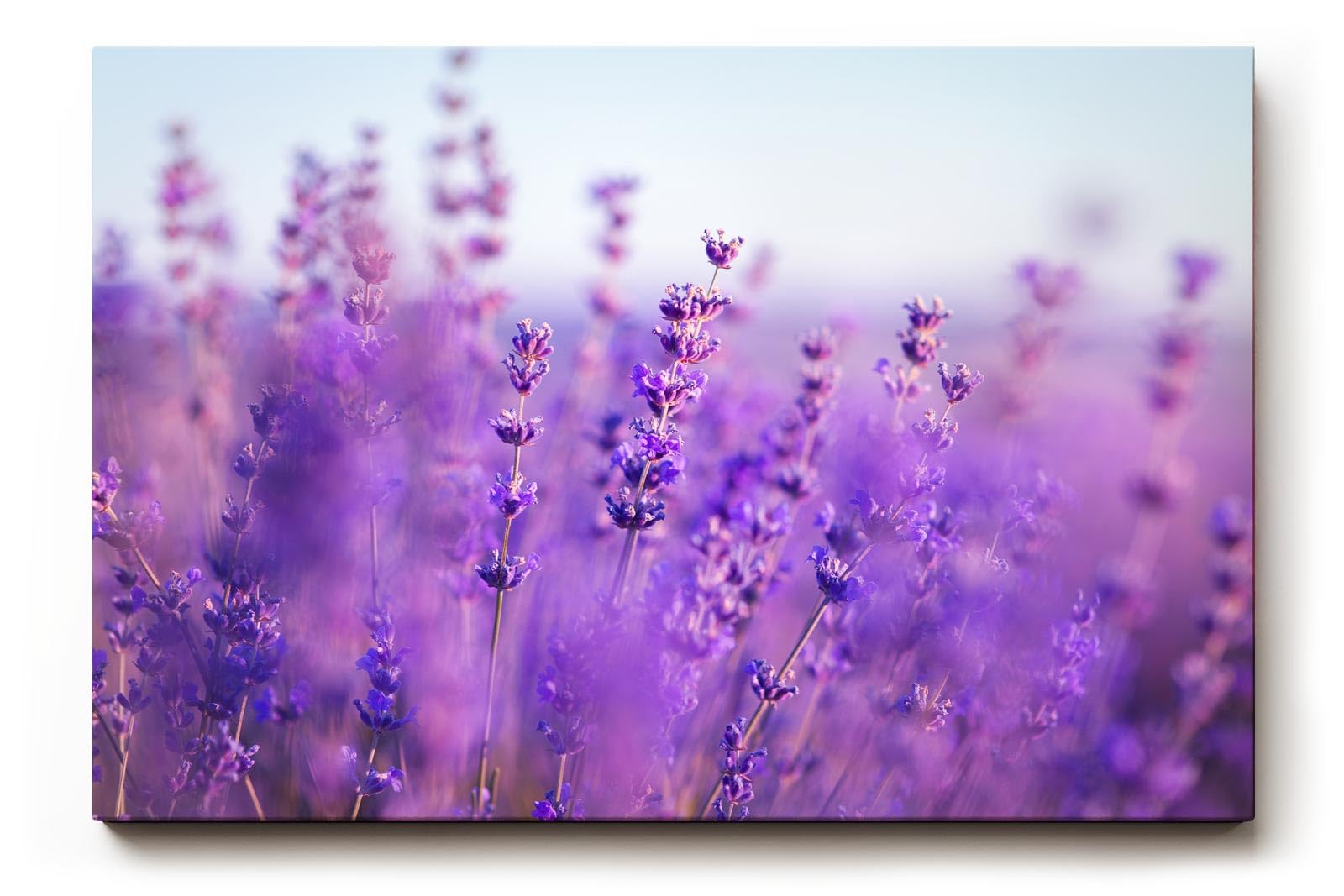 Sinus Art Wandbild 120x80cm Duftender Lavendel in sanften Lila- und Blautönen mit weichem Hintergrund