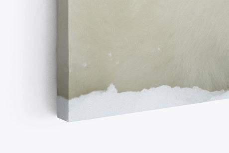 Paul Sinus Wandbild 120x80cm Weiße Robbe Robbenbaby Schnee Tierfotografie