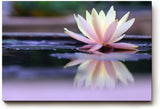 Sinus Art Wandbild 120x80cm Zartrosa Seerose auf dunklem Wasser mit Reflexion – ruhig, edel und harmonisch