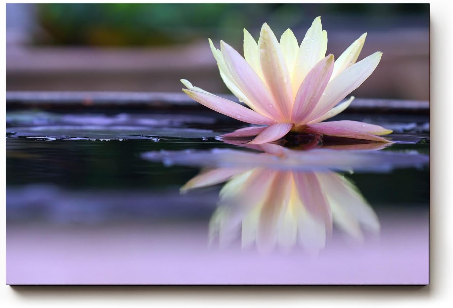Sinus Art Wandbild 120x80cm Zartrosa Seerose auf dunklem Wasser mit Reflexion – ruhig, edel und harmonisch