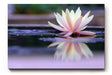 Sinus Art Wandbild 120x80cm Zartrosa Seerose auf dunklem Wasser mit Reflexion – ruhig, edel und harmonisch