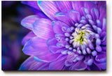 Sinus Art Wandbild 120x80cm Violettblaue Blüte mit hellem Zentrum – elegant, beruhigend und farbstark