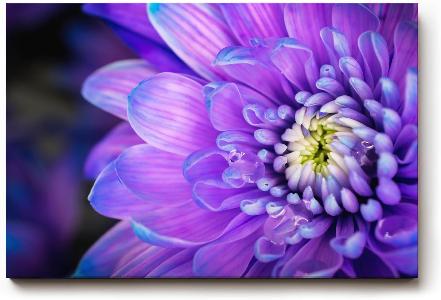 Sinus Art Wandbild 120x80cm Violettblaue Blüte mit hellem Zentrum – elegant, beruhigend und farbstark