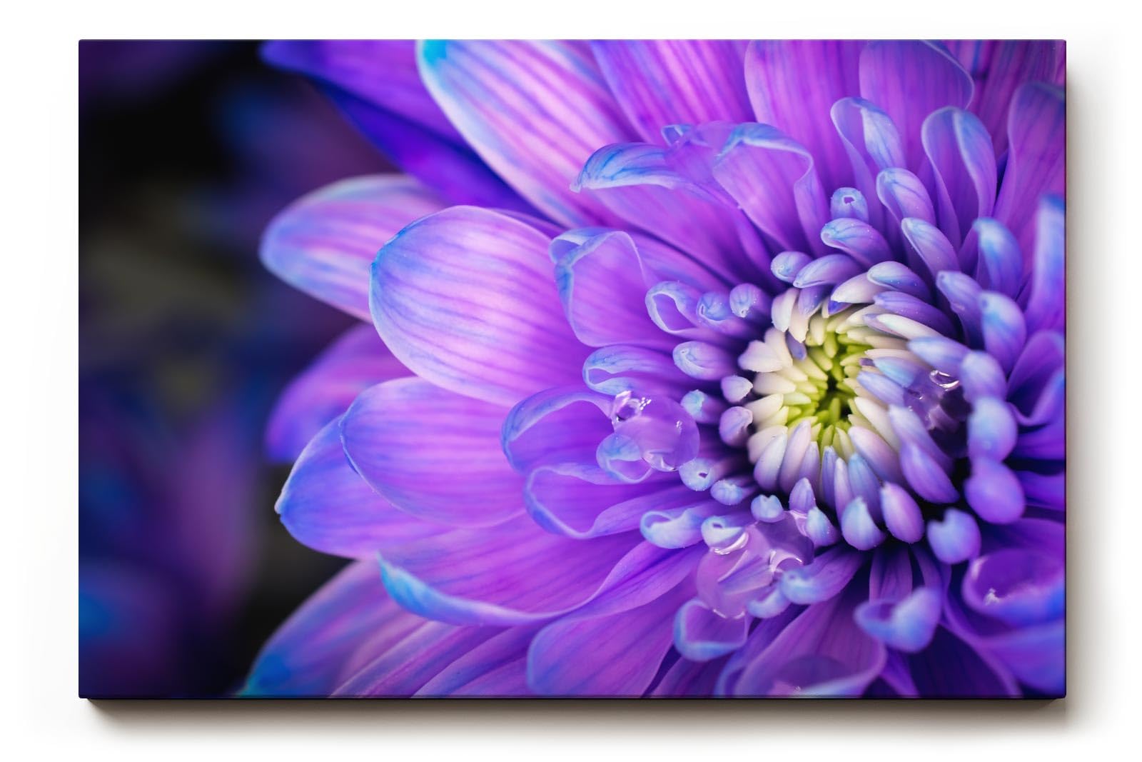 Sinus Art Wandbild 120x80cm Violettblaue Blüte mit hellem Zentrum – elegant, beruhigend und farbstark