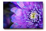 Sinus Art Wandbild 120x80cm Violettblaue Blüte mit hellem Zentrum – elegant, beruhigend und farbstark