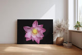 Sinus Art Wandbild 120x80cm Die rosa Blütenblätter vor schwarzem Hintergrund wirken edel, klar und meditativ