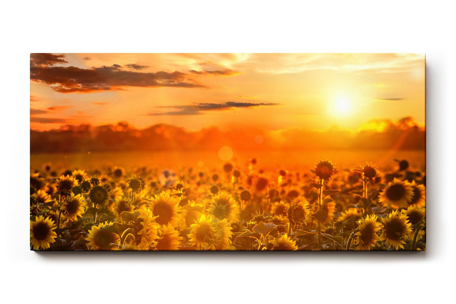 Sinus Art Wandbild 120x80cm Feld voller Sonnenblumen im goldenen Licht eines spektakulären Sonnenuntergangs