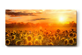 Sinus Art Wandbild 120x80cm Feld voller Sonnenblumen im goldenen Licht eines spektakulären Sonnenuntergangs
