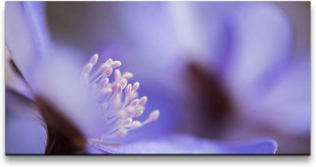 blaue Blume ca. 130x70cm Wandbild inklusive Schattenfugenrahmen weiss - Panorama Leinwand Bild XXL Format Wandbilder Wohnzimmer Wohnung Deko Kunstdrucke