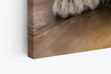 Paul Sinus Wandbild 120x80cm Kleiner Tiger Babytiger Katze Katzenbaby Flauschig