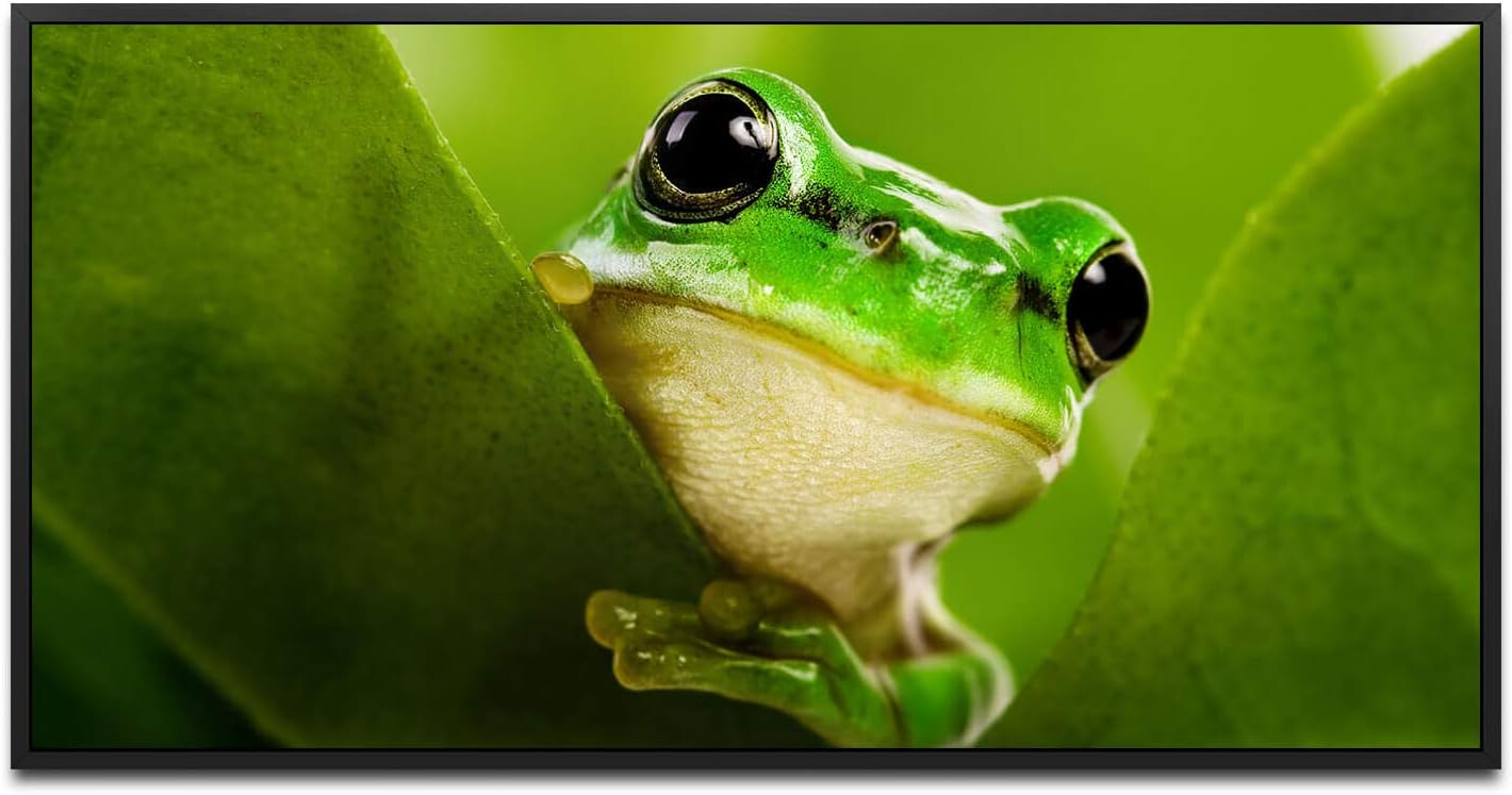 Frosch hinter Blättern ca. 130x70cm Wandbild inklusive Schattenfugenrahmen schwarz - Panorama Leinwand Bild XXL Format Wandbilder Wohnzimmer Wohnung Deko Kunstdrucke