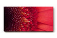 Sinus Art Wandbild 120x80cm Faszinierende Nahaufnahme einer roten Blüte mit klar erkennbarer Struktur und Tiefenwirkung