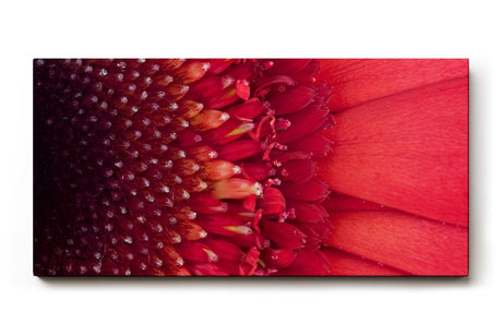 Sinus Art Wandbild 120x80cm Faszinierende Nahaufnahme einer roten Blüte mit klar erkennbarer Struktur und Tiefenwirkung