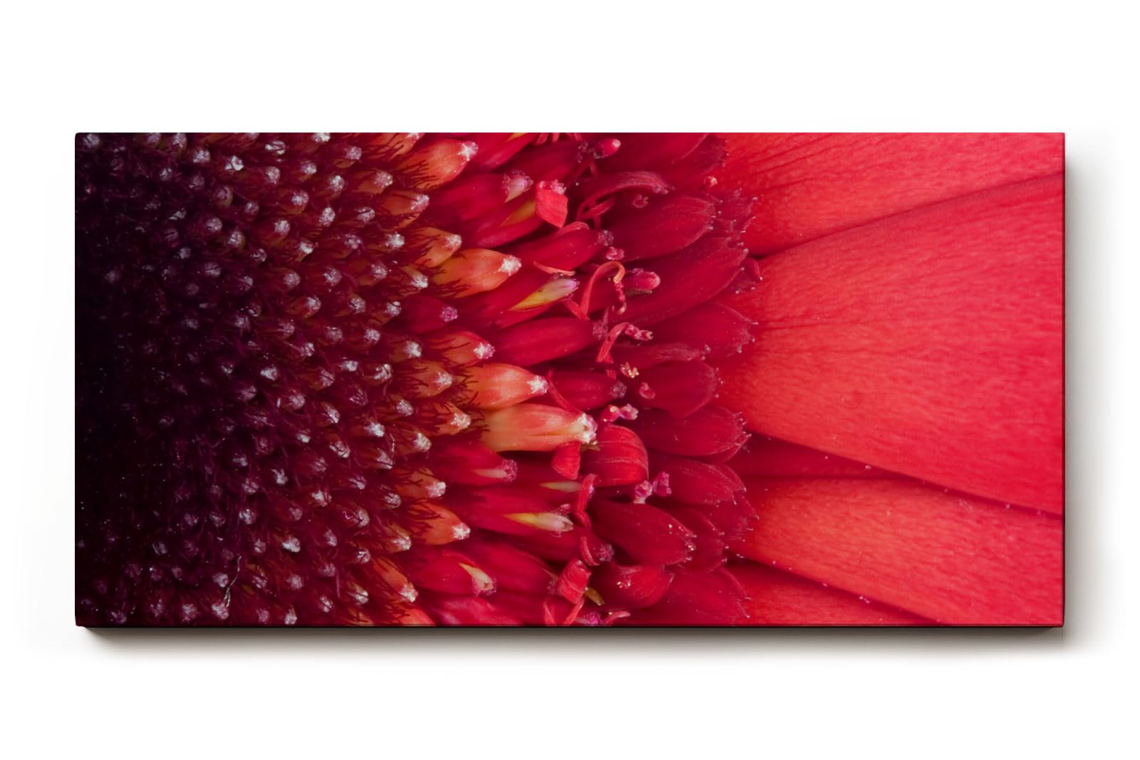 Sinus Art Wandbild 120x80cm Faszinierende Nahaufnahme einer roten Blüte mit klar erkennbarer Struktur und Tiefenwirkung
