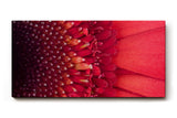 Sinus Art Wandbild 120x80cm Faszinierende Nahaufnahme einer roten Blüte mit klar erkennbarer Struktur und Tiefenwirkung