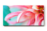Sinus Art Wandbild 120x80cm Detailreiche Nahaufnahme einer rosafarbenen Dahlie mit geschwungenen Blütenblättern