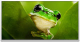 Frosch hinter Blättern ca. 130x70cm Wandbild inklusive Schattenfugenrahmen weiss - Panorama Leinwand Bild XXL Format Wandbilder Wohnzimmer Wohnung Deko Kunstdrucke