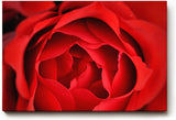 Sinus Art Wandbild 120x80cm Detailreiche Nahaufnahme einer geöffneten roten Rose mit sanft geschwungenen Blütenblättern