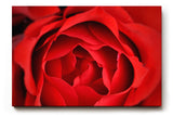 Sinus Art Wandbild 120x80cm Detailreiche Nahaufnahme einer geöffneten roten Rose mit sanft geschwungenen Blütenblättern