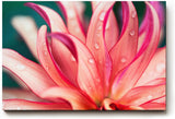 Sinus Art Wandbild 120x80cm Blüte in Pink mit Tautropfen – faszinierende Struktur und frische Ästhetik