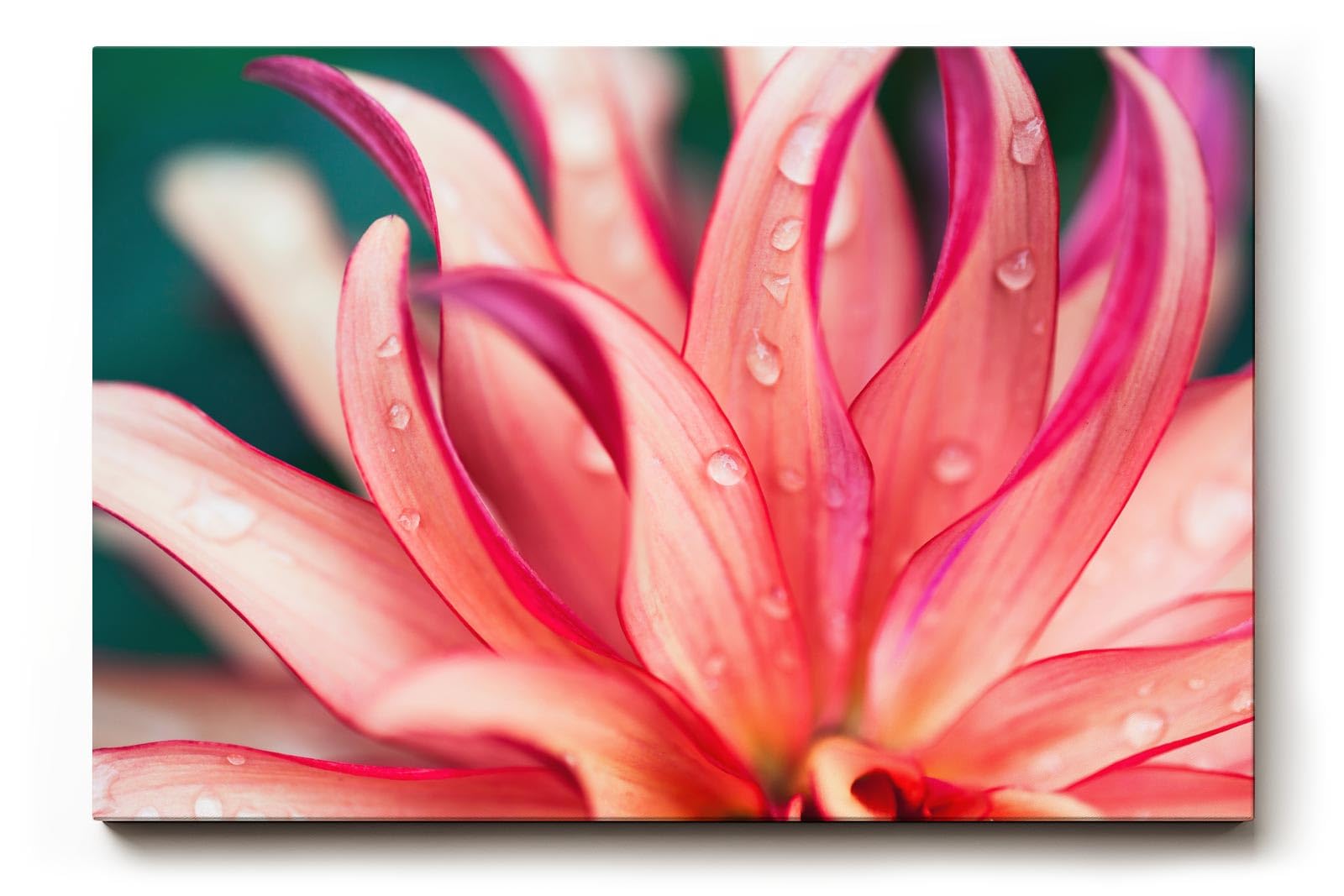 Sinus Art Wandbild 120x80cm Blüte in Pink mit Tautropfen – faszinierende Struktur und frische Ästhetik